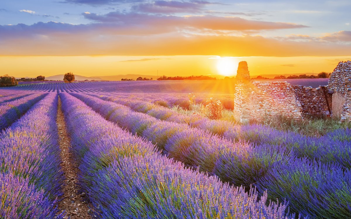 Поле лаванды рассвет