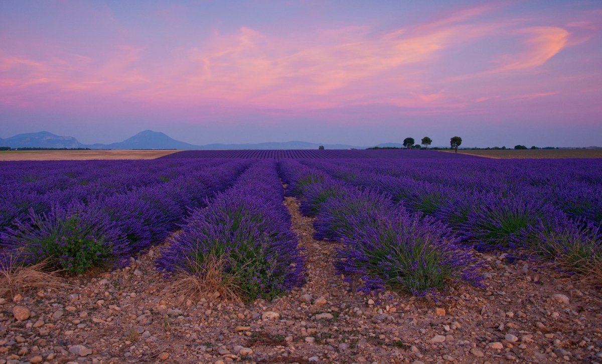 Крымский Прованс Лавандовые поля