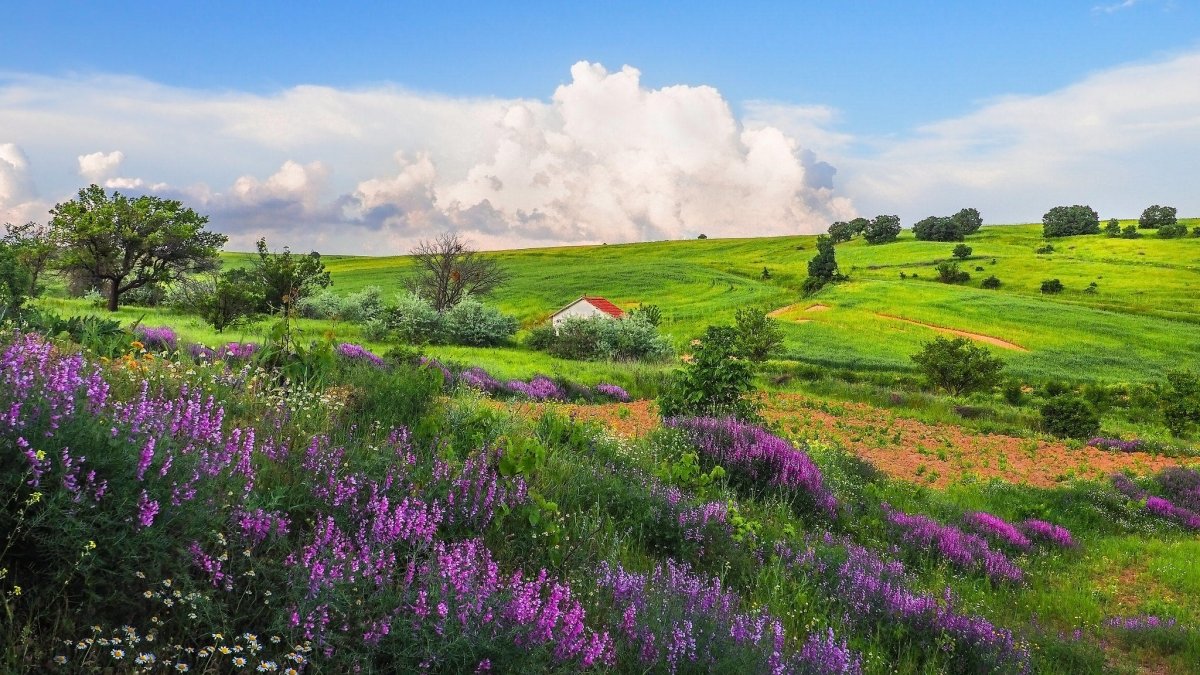 Лавандовые поля во Франции