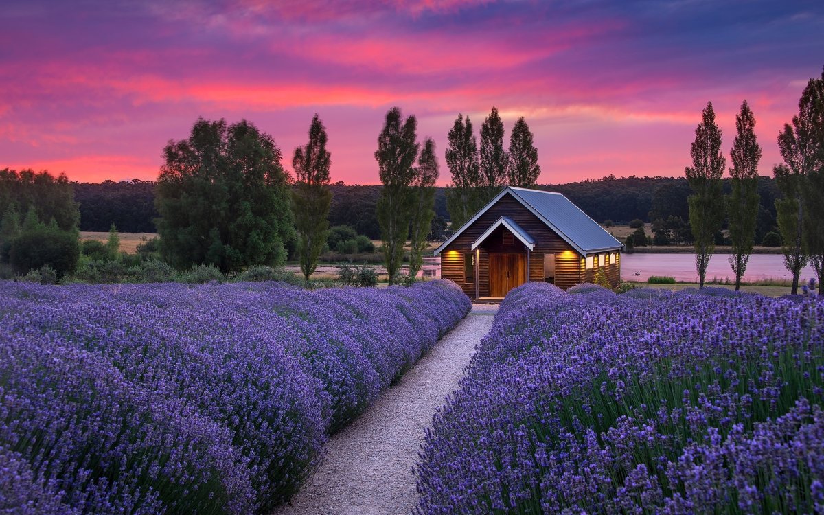 Лавандовые поля на Кубани
