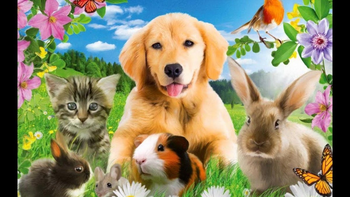 Фон с домашними животными