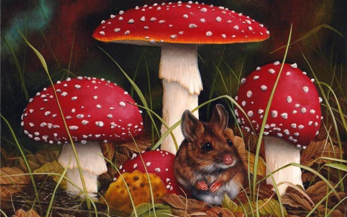 Картина Amanita muscaria