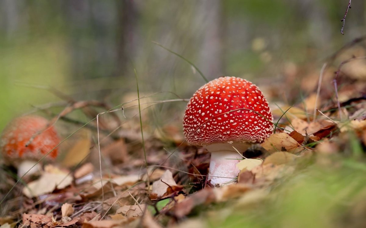 Мухомор Джексона