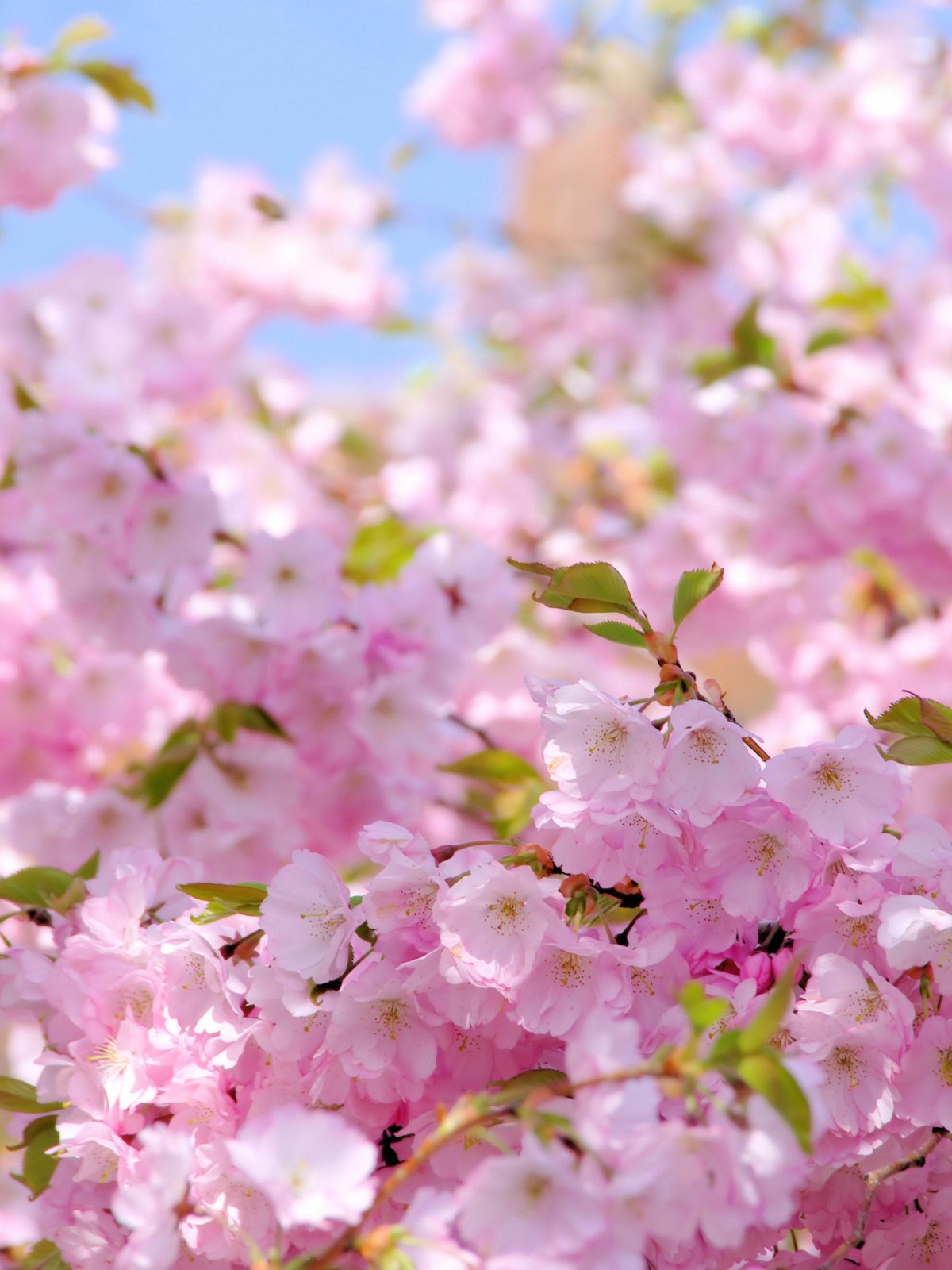 Фото цветущей яблони высокого разрешения