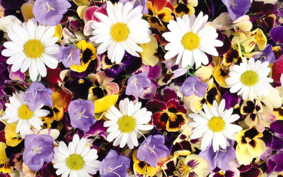 Цветы много разных вместе