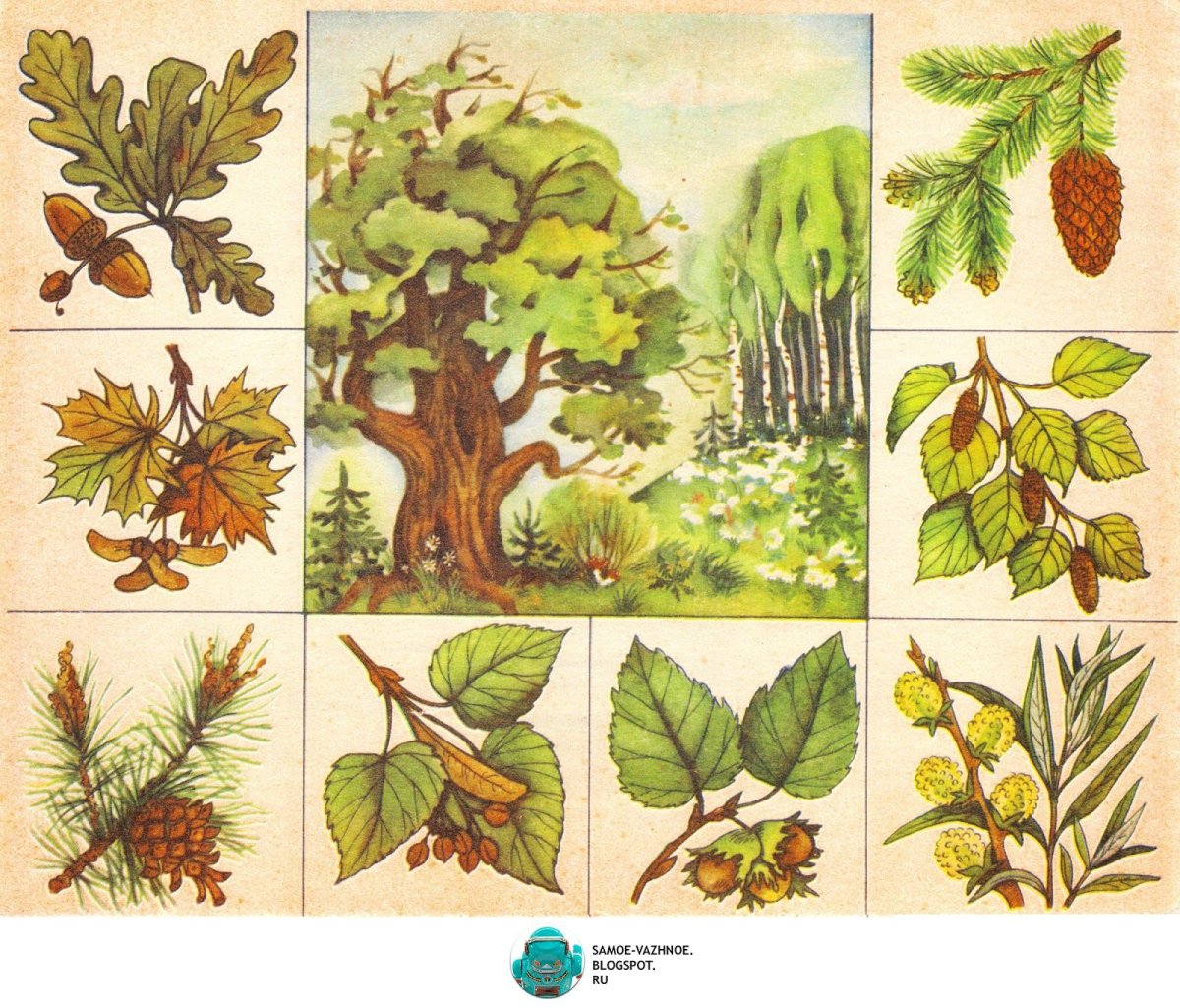 Лото «в мире растений»