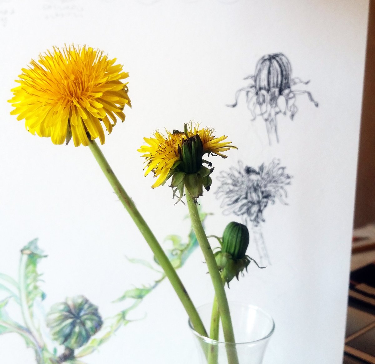 Одуванчик скетч