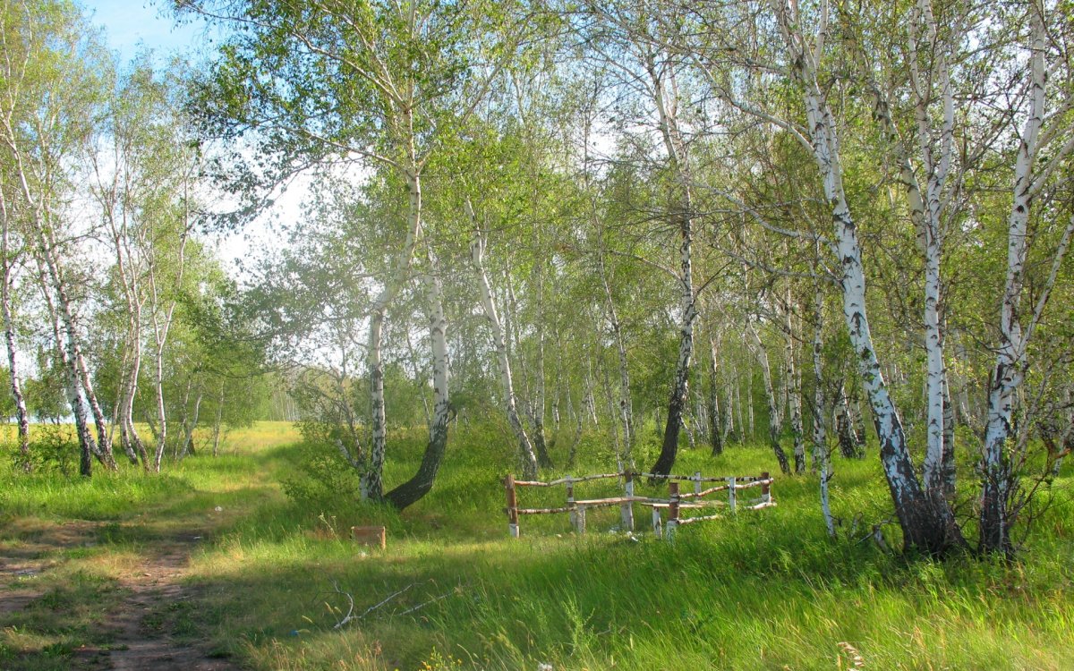 Берёзки средней полосы России