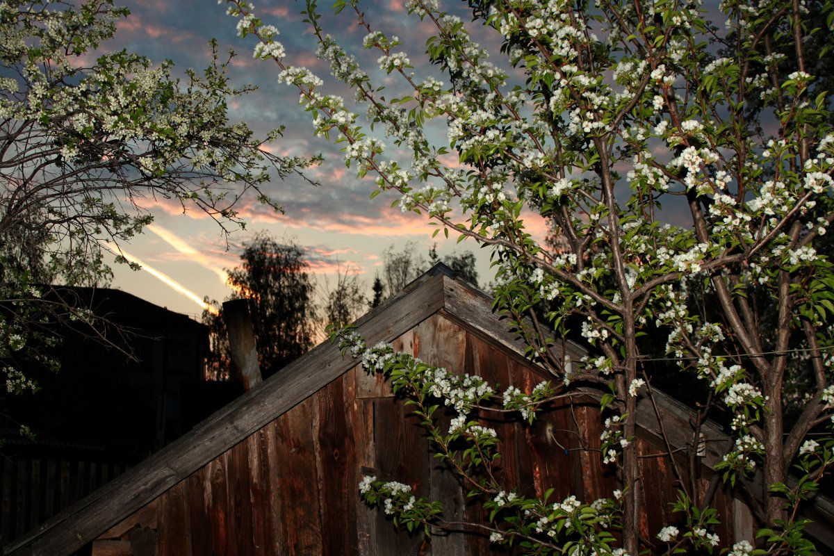 Цветущий сад в деревне