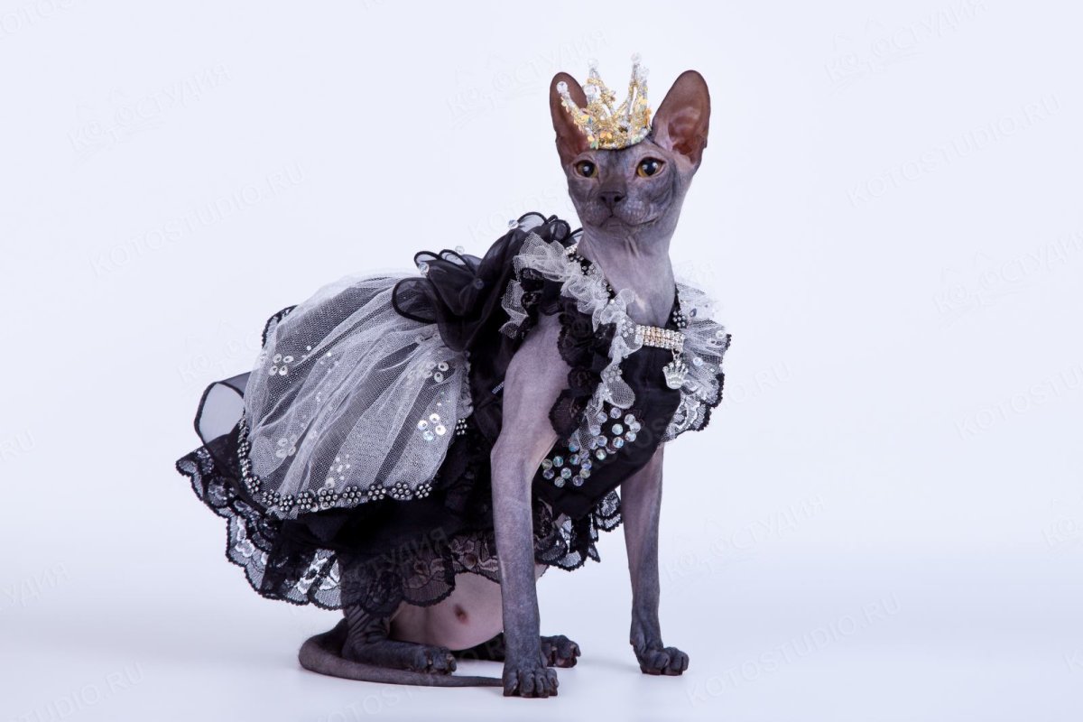 Украшения для кошек