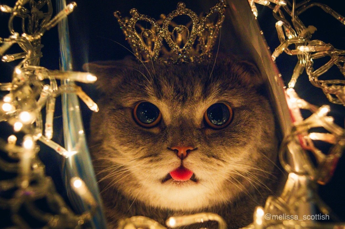 Ирусан Король котов