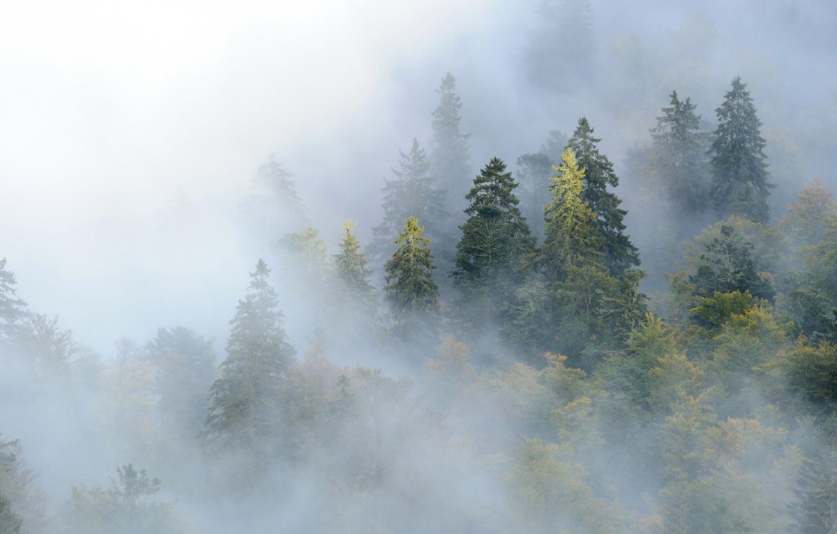 Лес туман Енисей