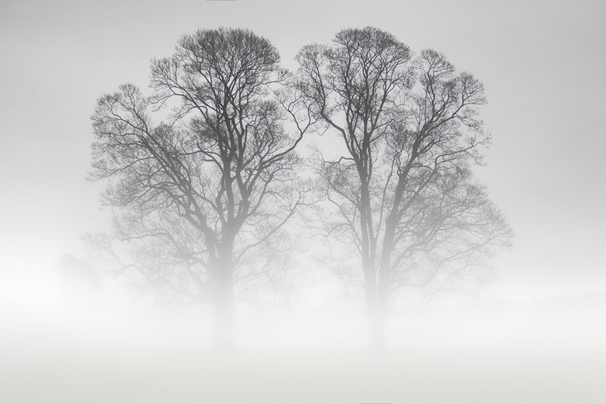 Лес в тумане карандашом