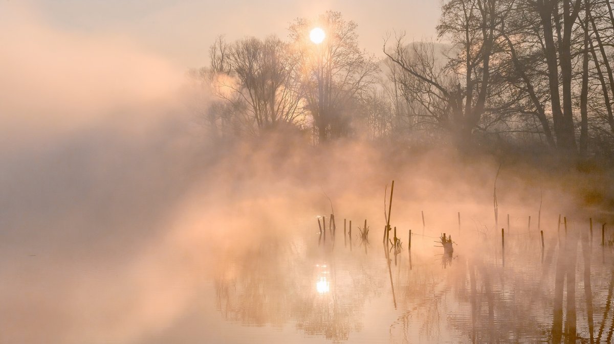 Камыши в тумане