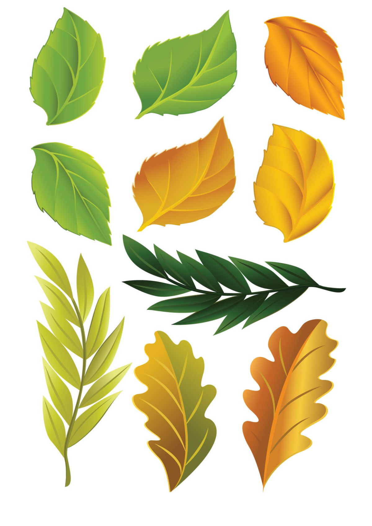 Красивые листья деревьев