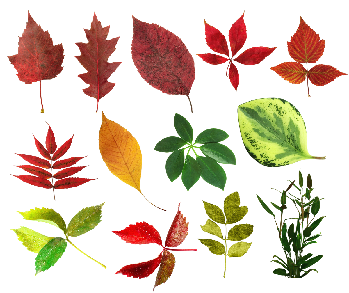 Листья деревьев