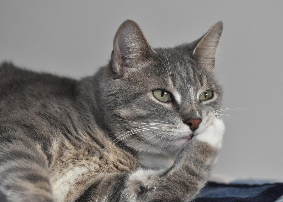 Задумчивая кошка