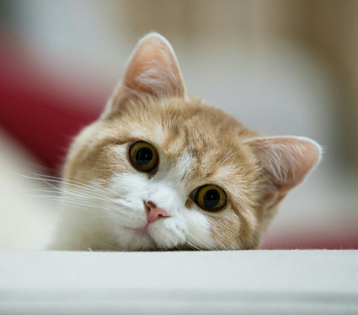 Котик в раздумьях