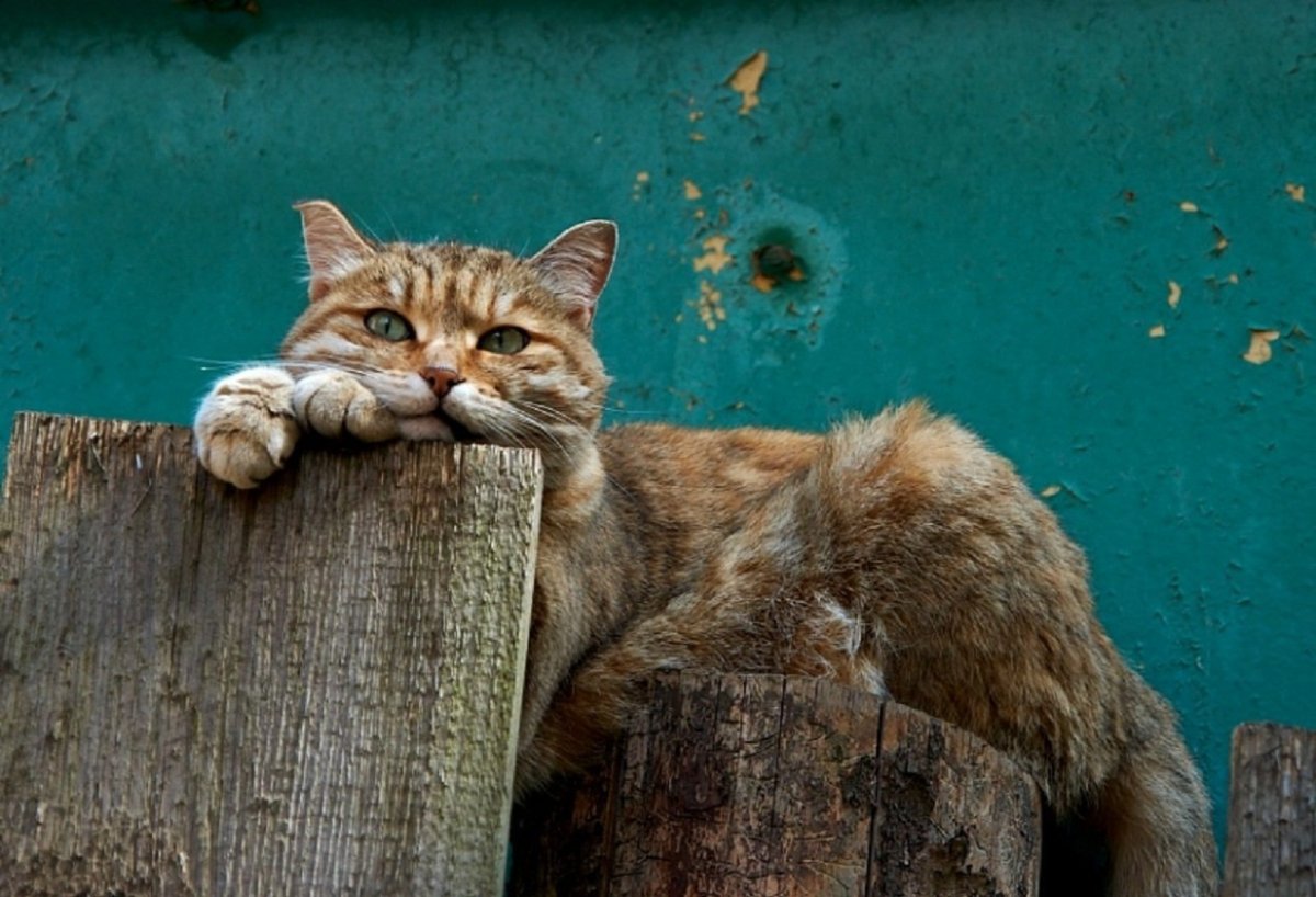 Задумчивая кошка