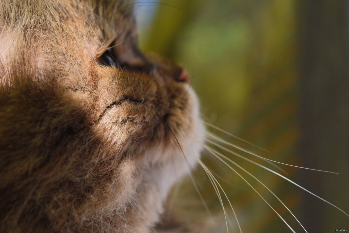 Вечерний задумчивый кот