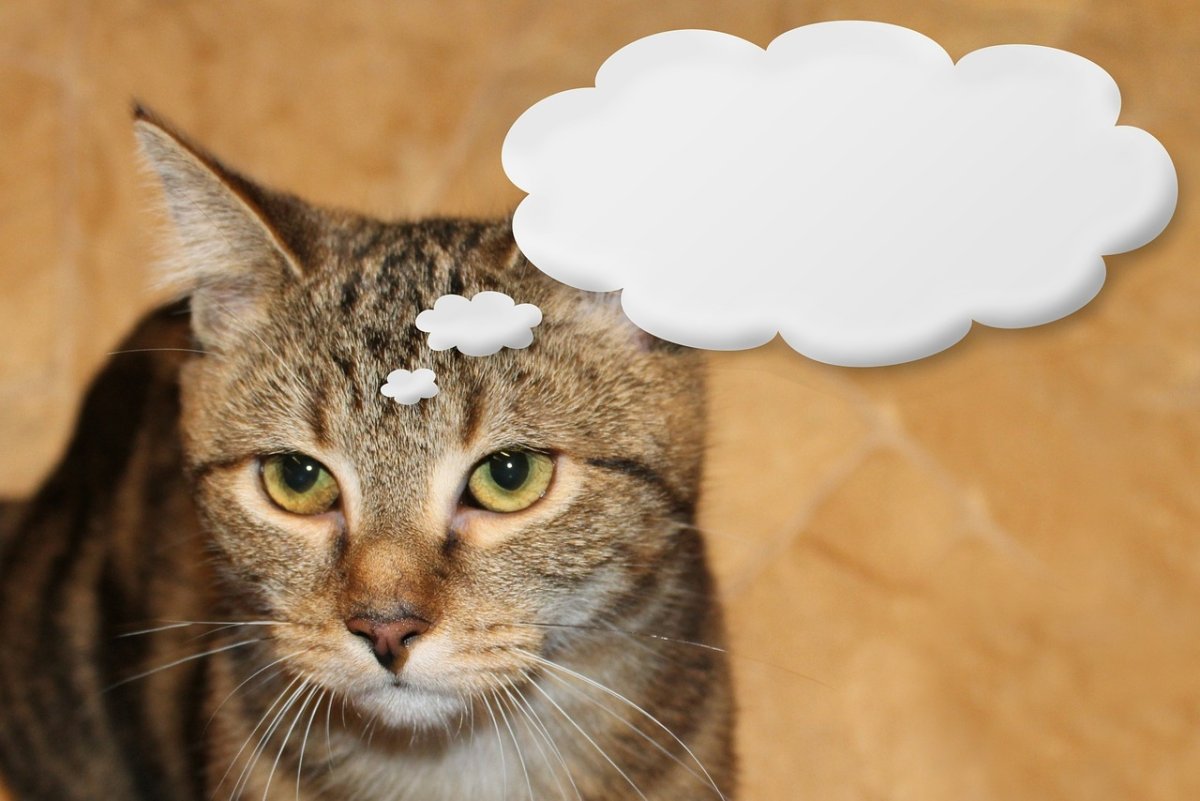 Котик думает