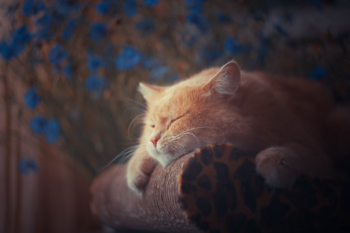 Рыжий кот ночью