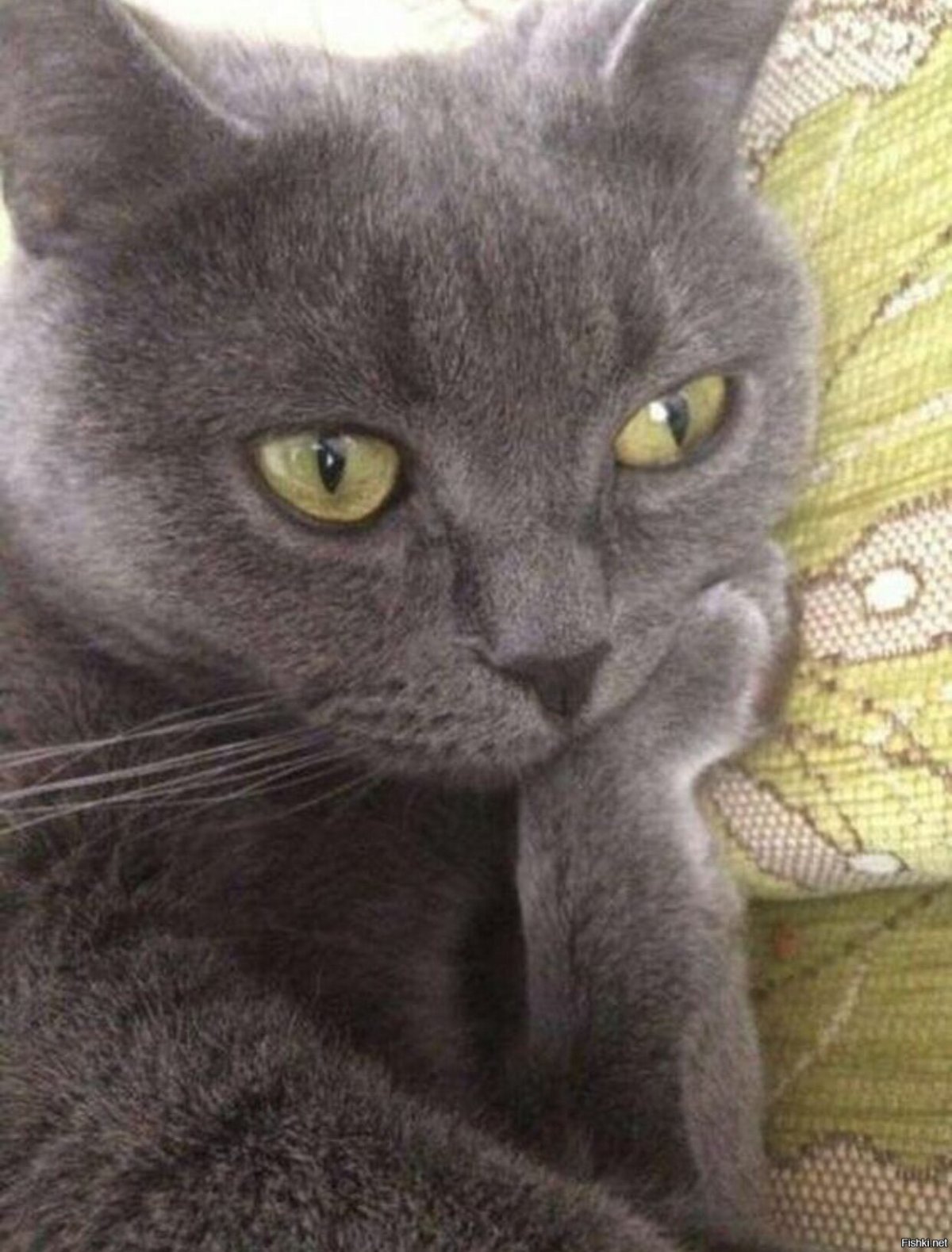 Кот задумался