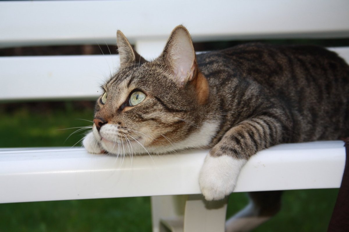 Кот мечтатель