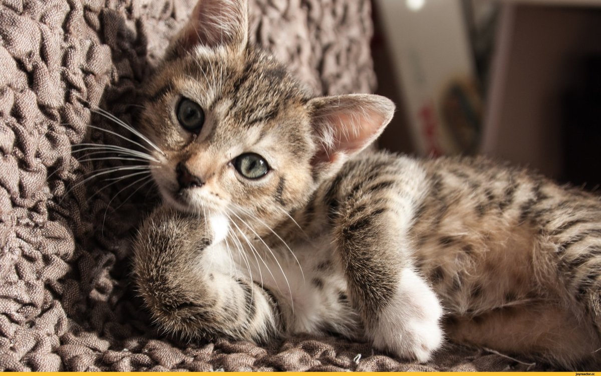 Задумчивый котенок