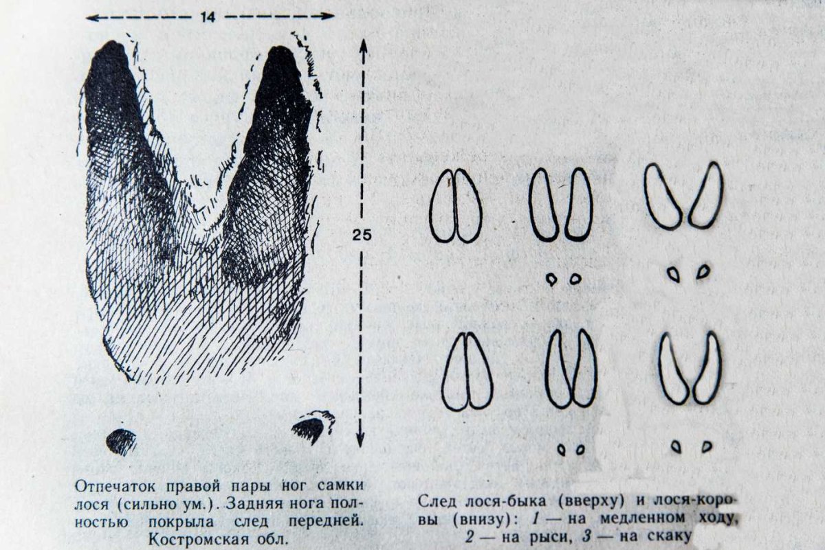 След лося на земле