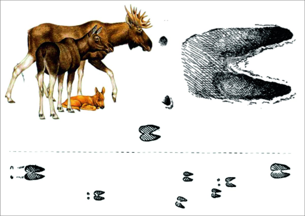 След копыта коровы