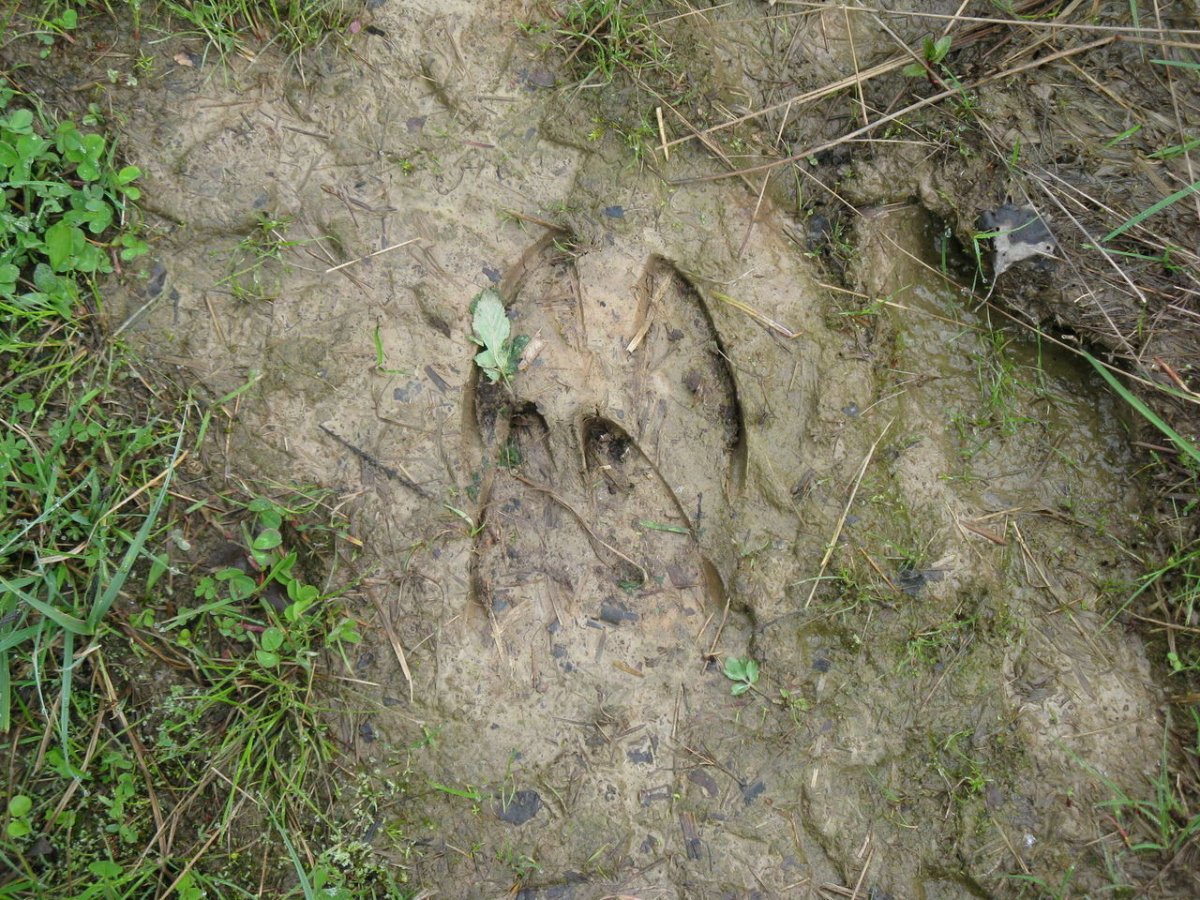 Следы коровы