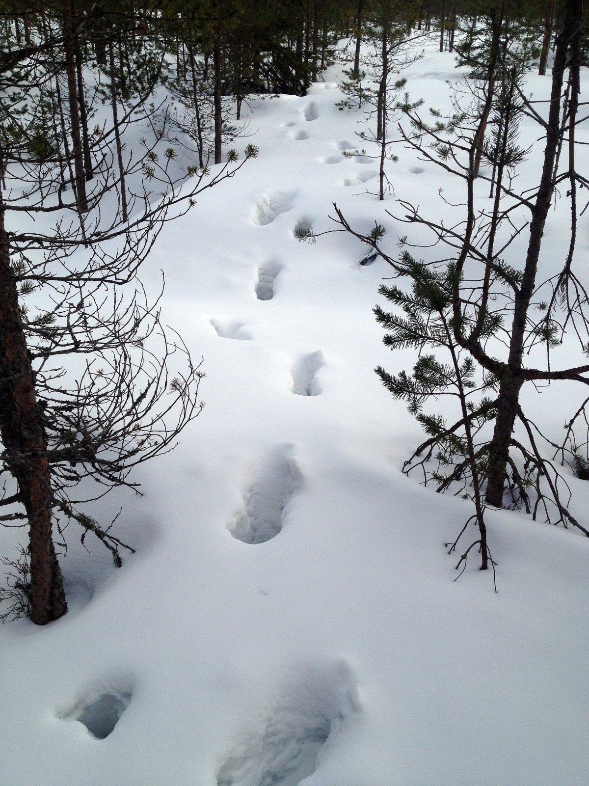 Лосиные следы на снегу