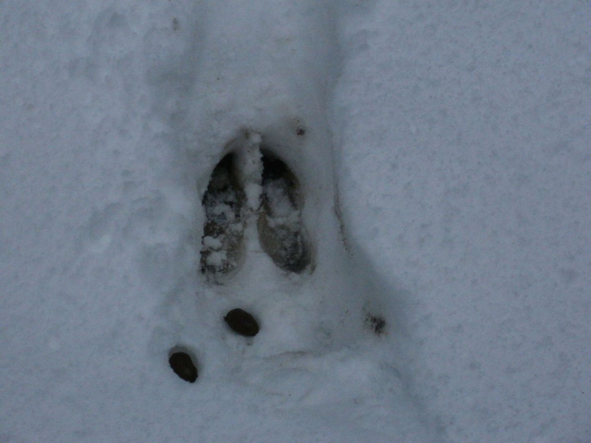 Следы копыт животных