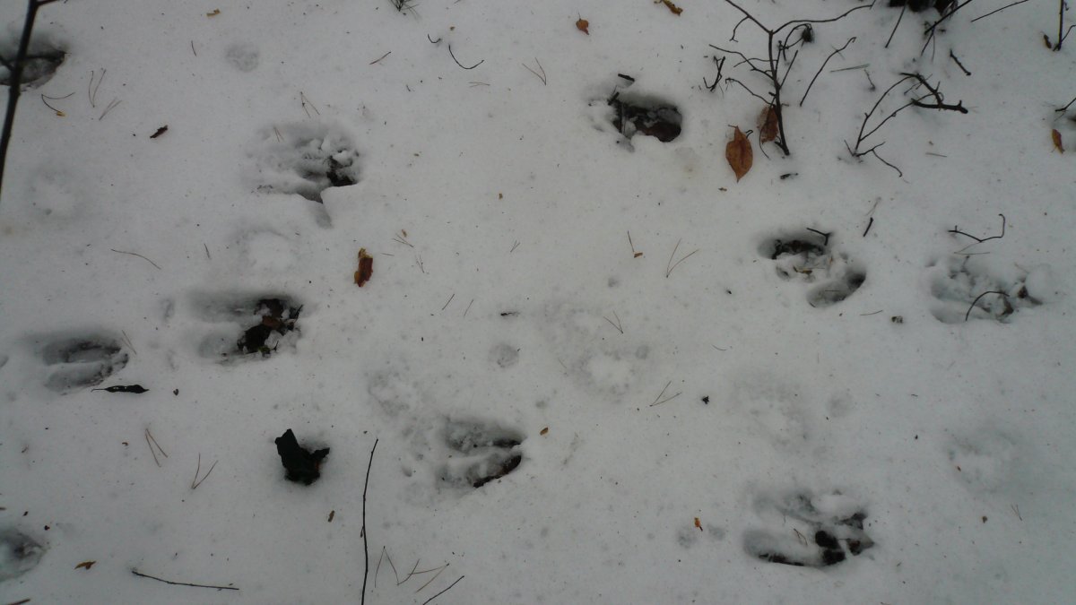 Следы кабана и лося на земле