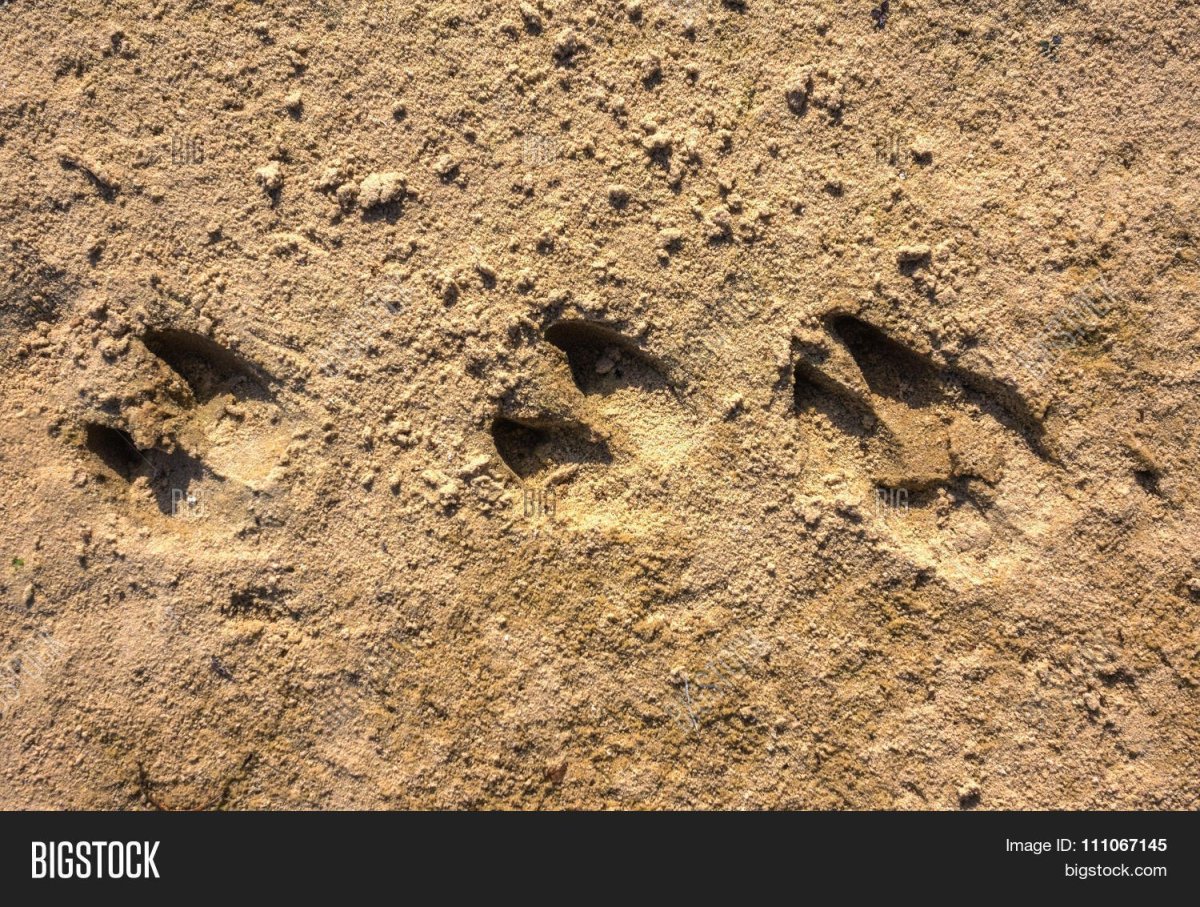 Следы кабана на снегу