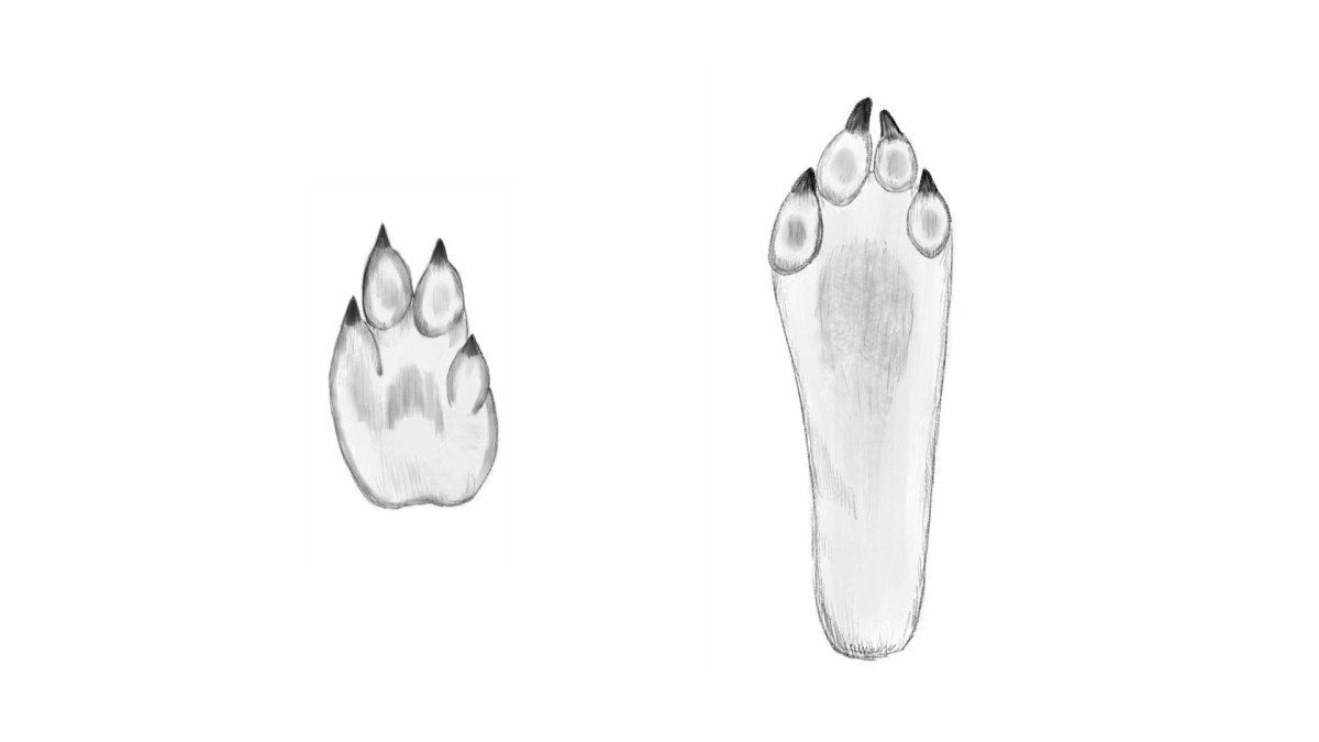 Следы лося на снегу