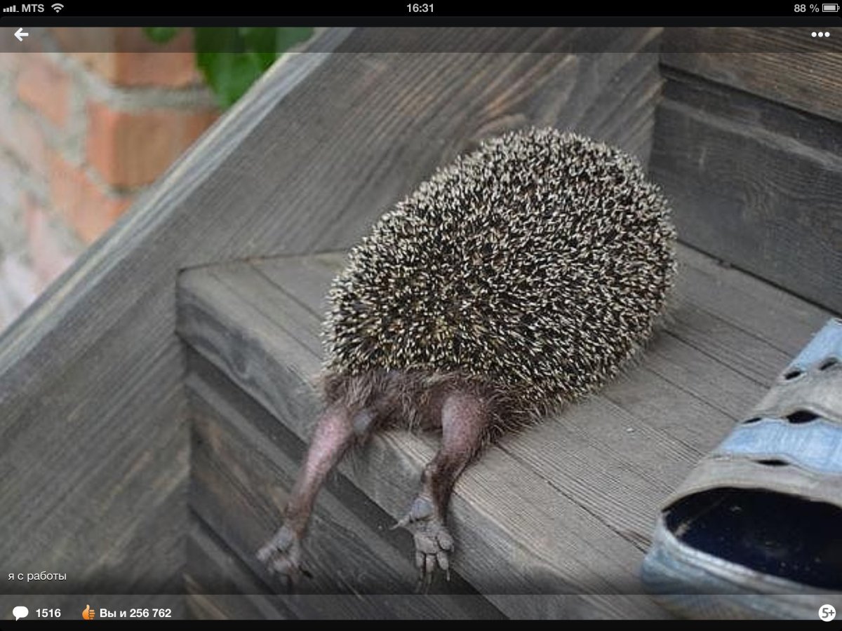 Ежик с ноутбуком