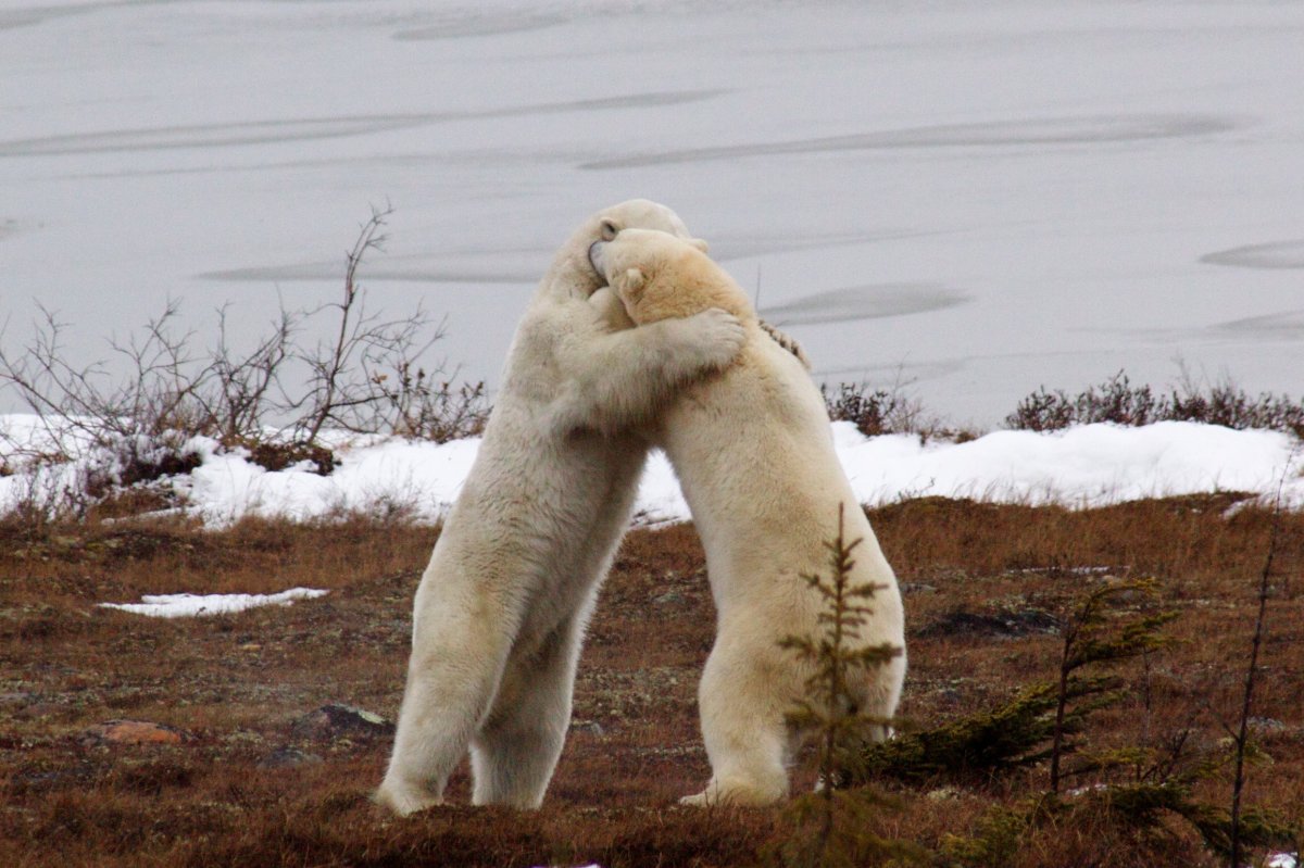 Объятия прикол