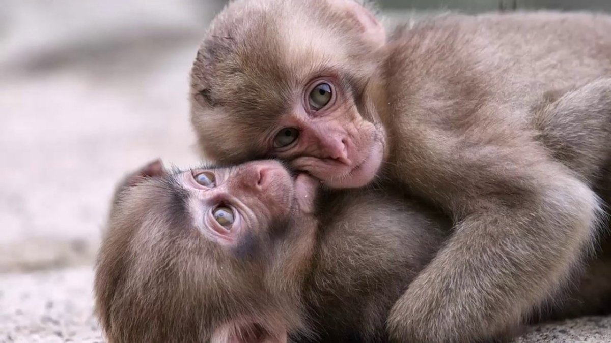 Милые обезьяны