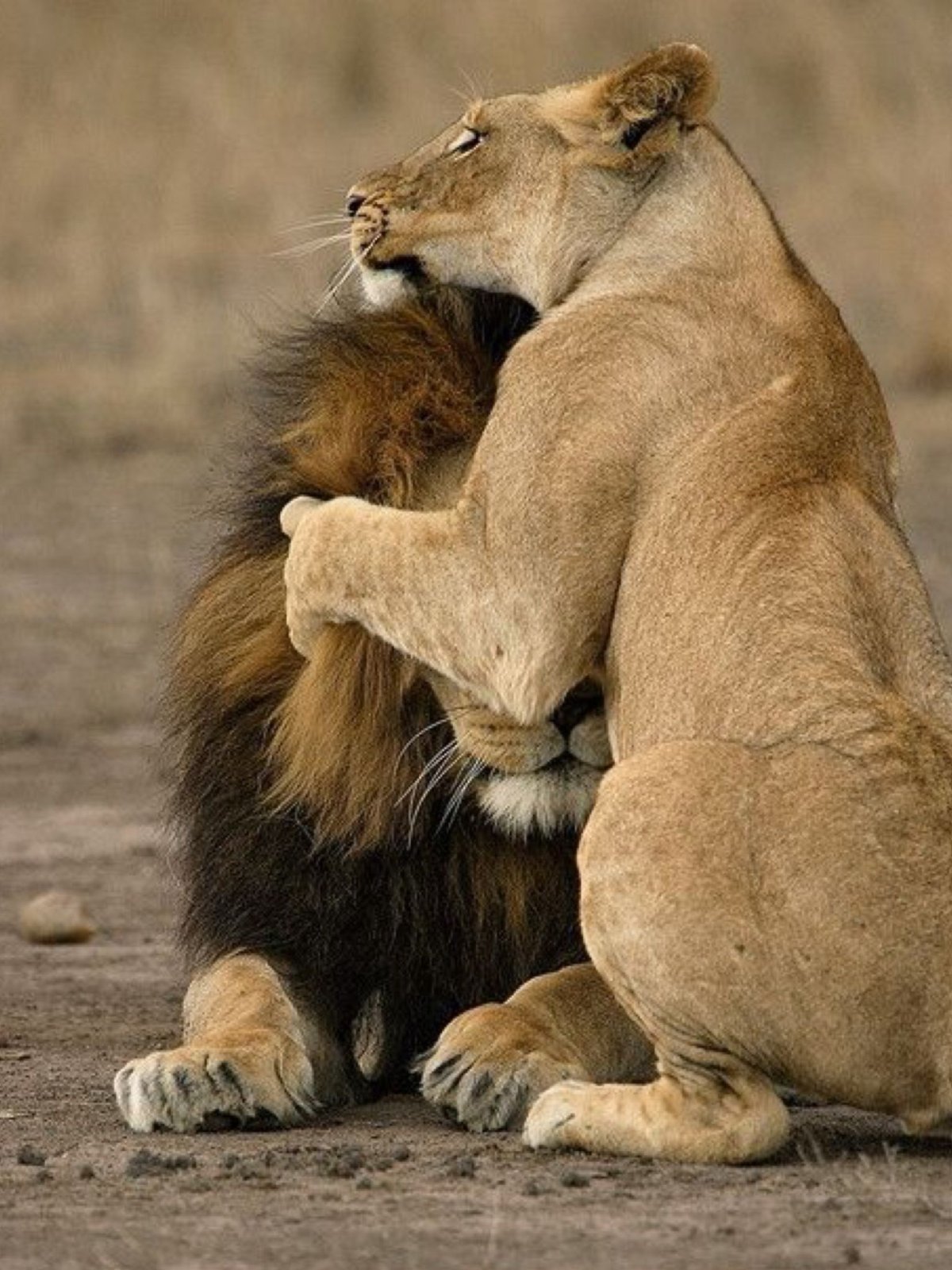 Кошки в обнимку