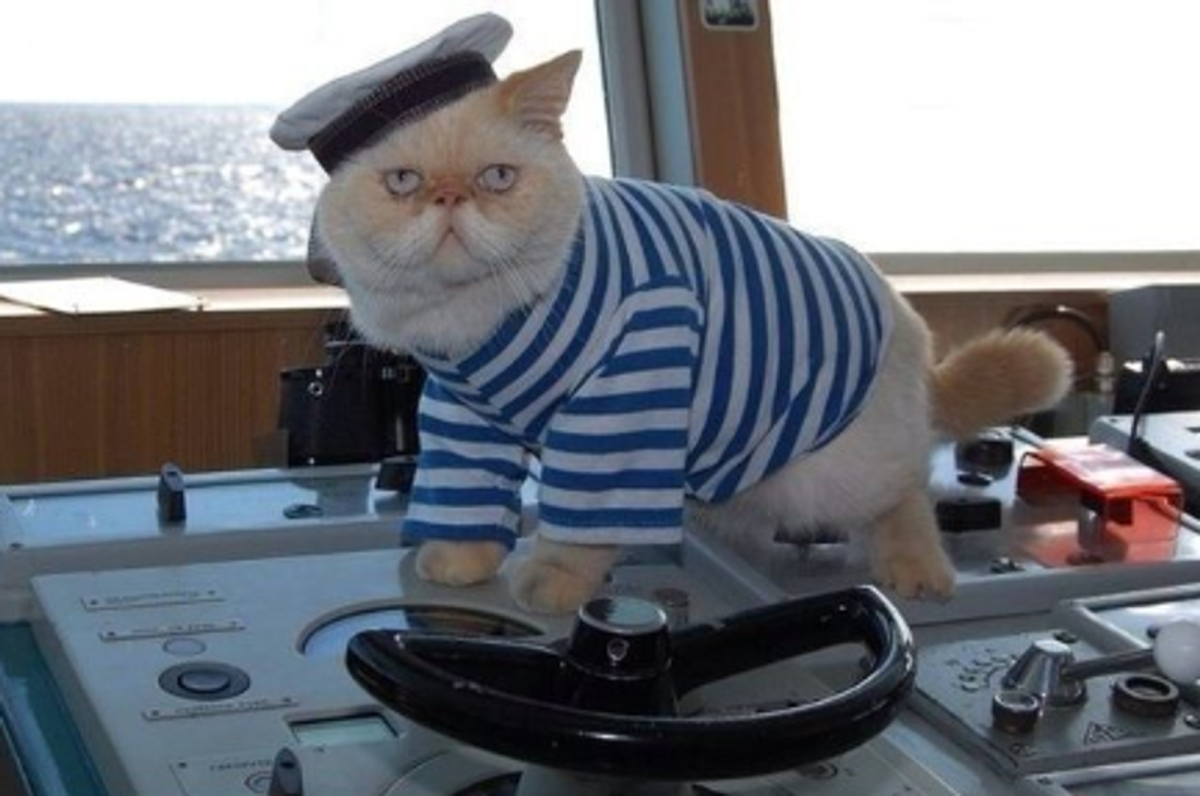 Кот матрос на теплоходе Чернышевский