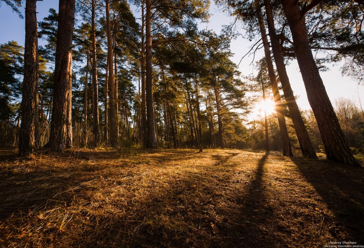 Сосновый Бор Подмосковье