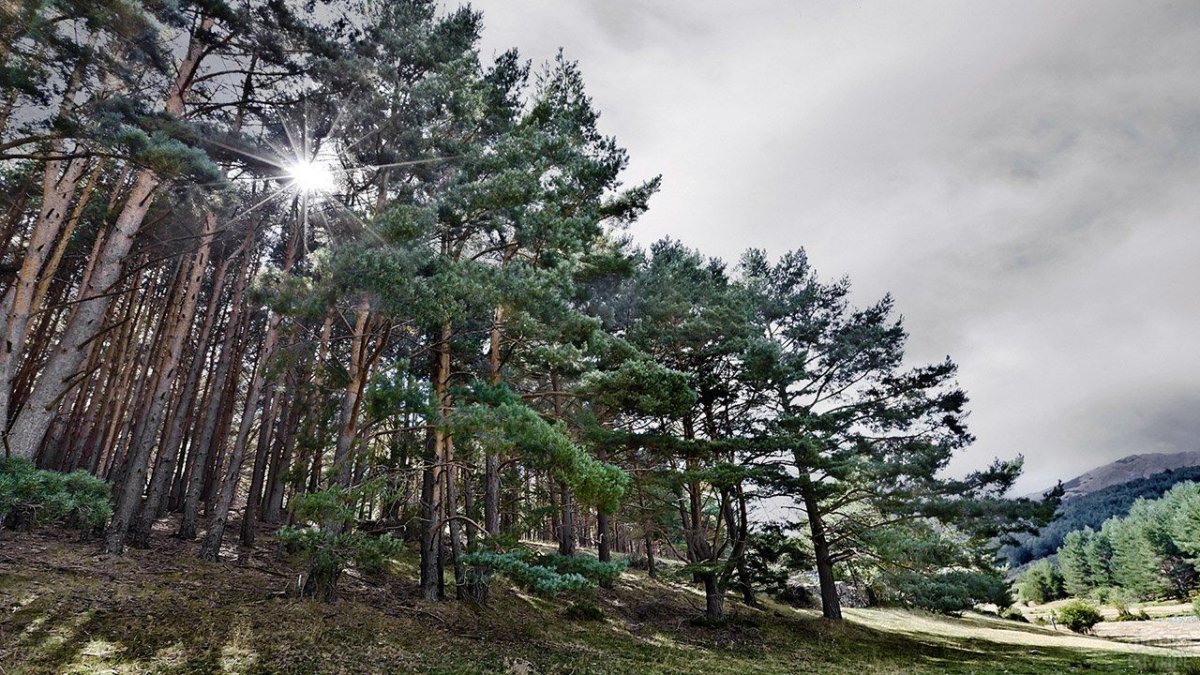 Сосновый Бор в горах