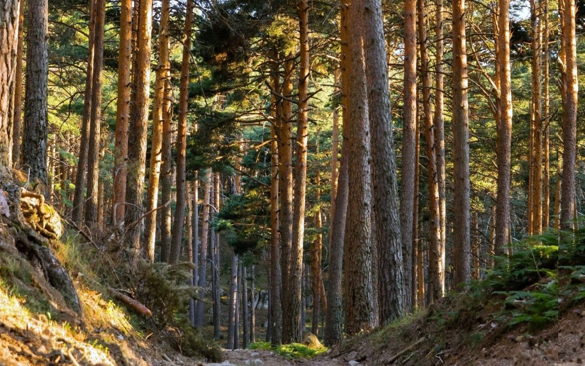 Сосновый лес Хабаровск