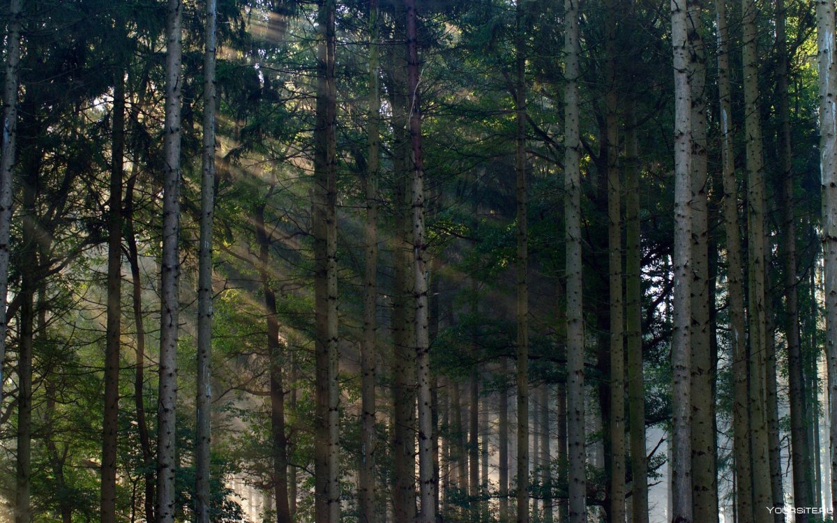 Панорама леса