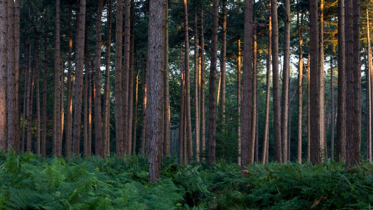 Папоротник и сосна
