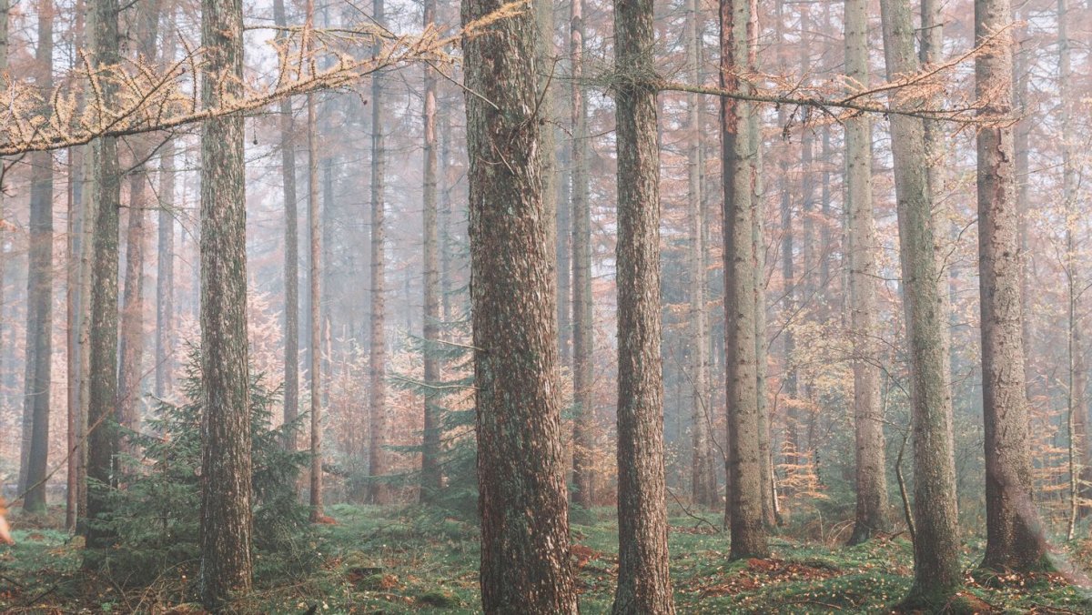 Кисловодск хвойный лес