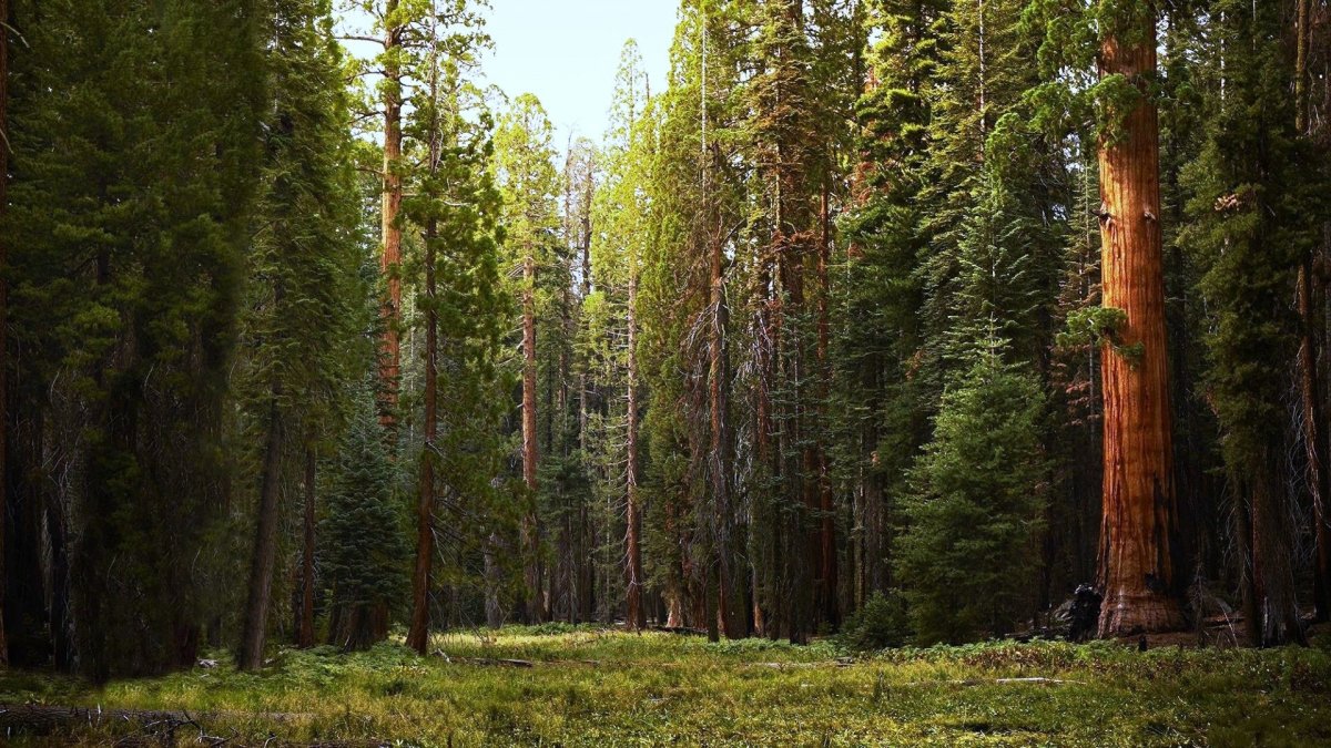 Лес секвой