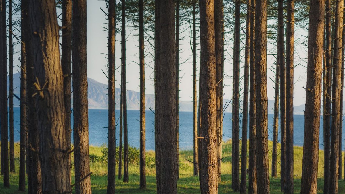 Природа Сосновый Бор